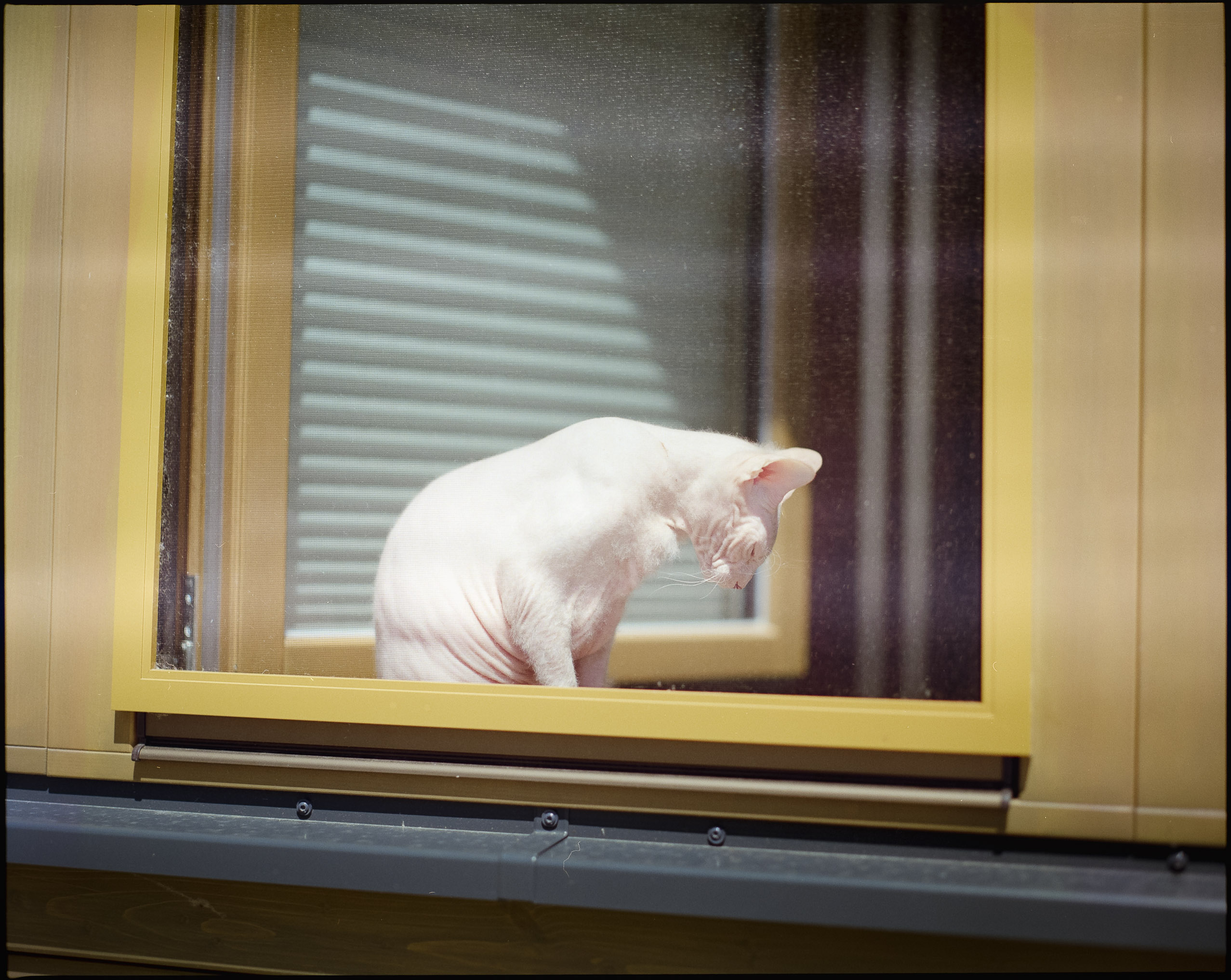 Large format and medium format photography by Tobias Leipnitz in Ingolstadt. Shot on Arca Swiss F-Metric and Pentax 67. Kodak Portra 160 and Kodak Portra 400.  tobias leipnitz_Ingolstadt medium format camera pentax67 large format arca swiss 30