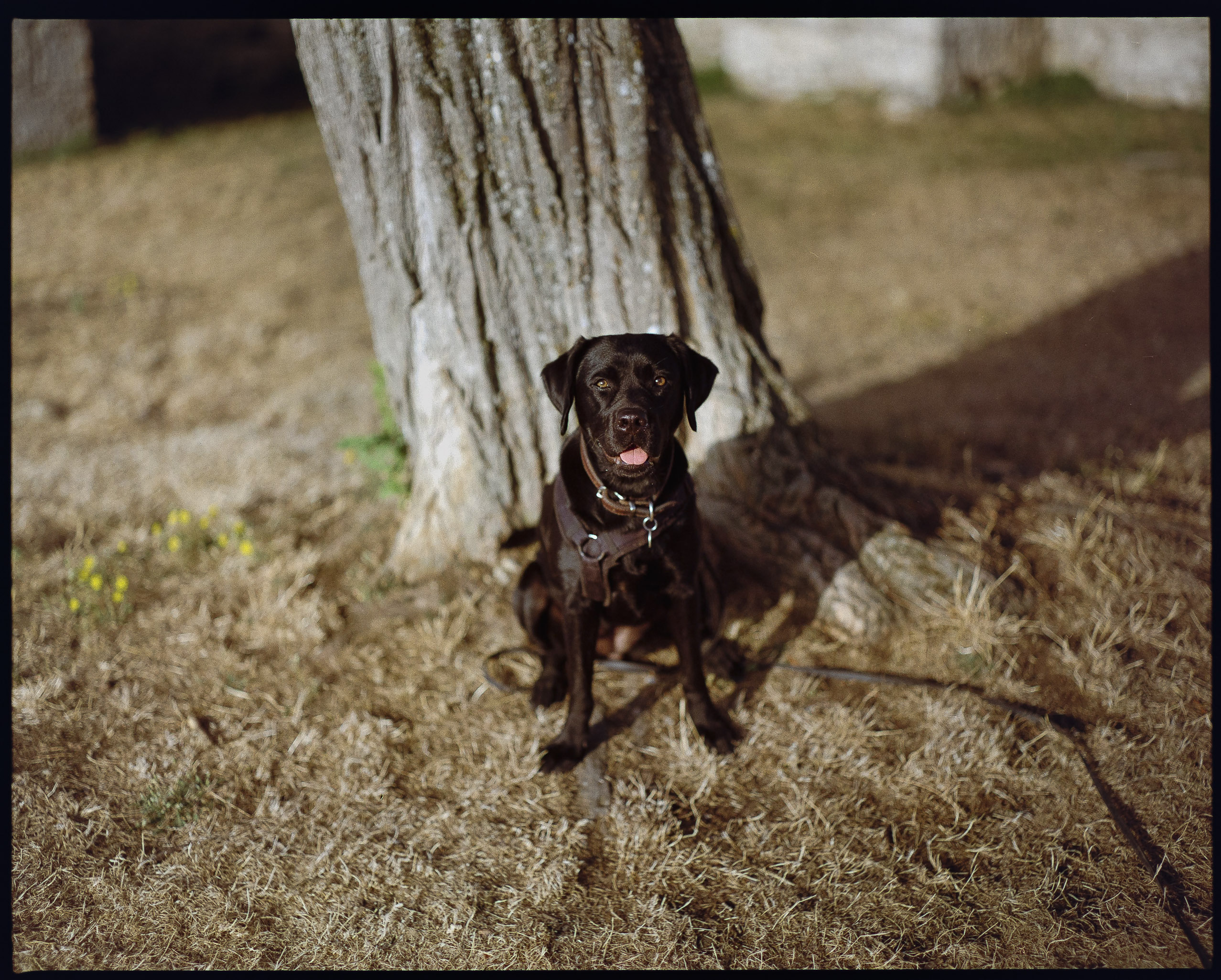 6x7 medium format photograph by Tobias Leipnitz shot on Kodak Portra 400 in Siena. Shot on a Pentax 67 medium format camera.  tobias leipnitz_Siena Italy medium format camera pentax67 10