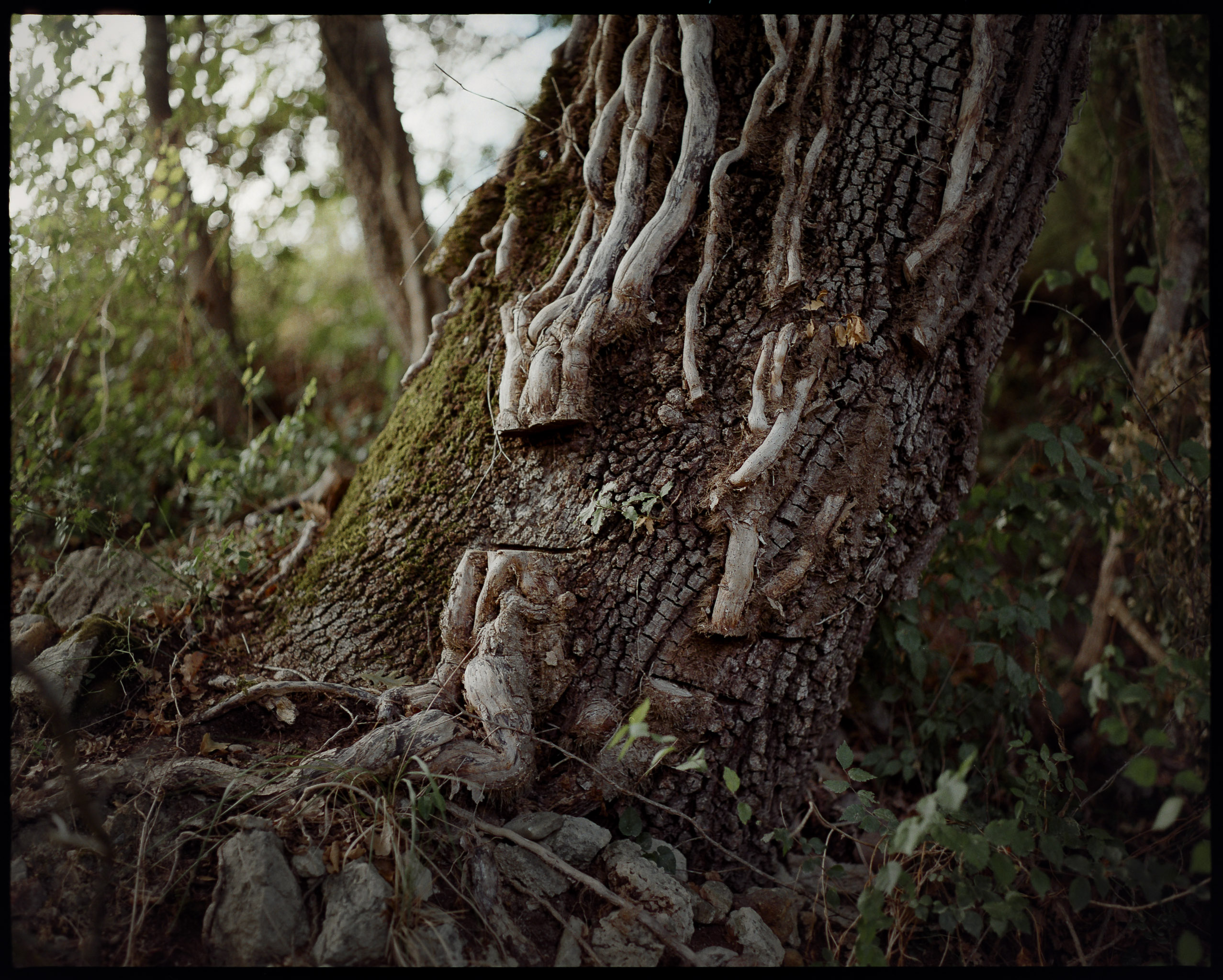 6x7 medium format photograph by Tobias Leipnitz shot on Kodak Portra 400 in Siena. Shot on a Pentax 67 medium format camera.  tobias leipnitz_Siena Italy medium format camera pentax67 22