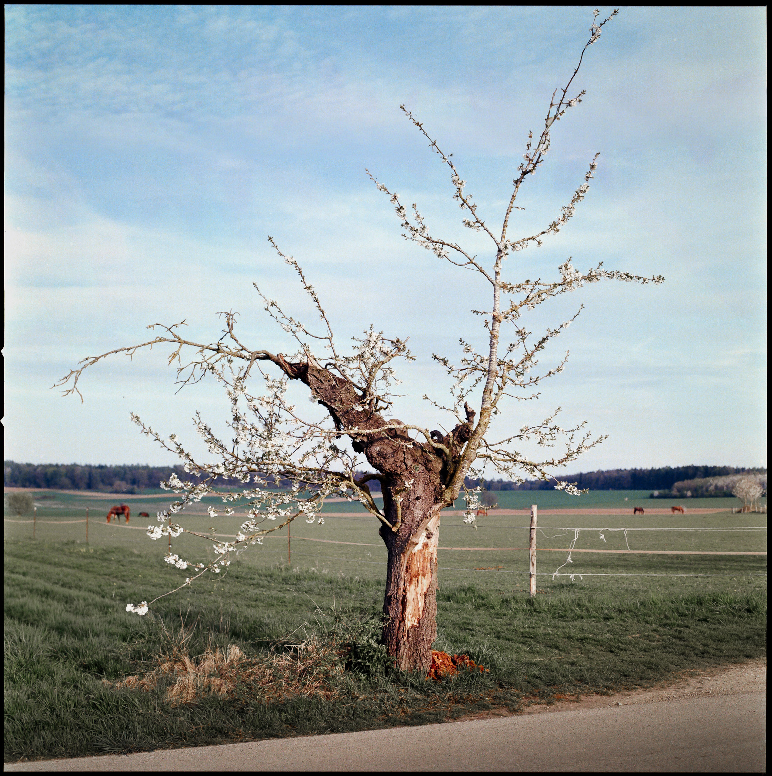 Analog photography diary – personal observations and collected moments by Tobias Leipnitz. Shot on large and medium formt. Leica - Hasselblad - Linhof - Arca Swiss. diary 1 2