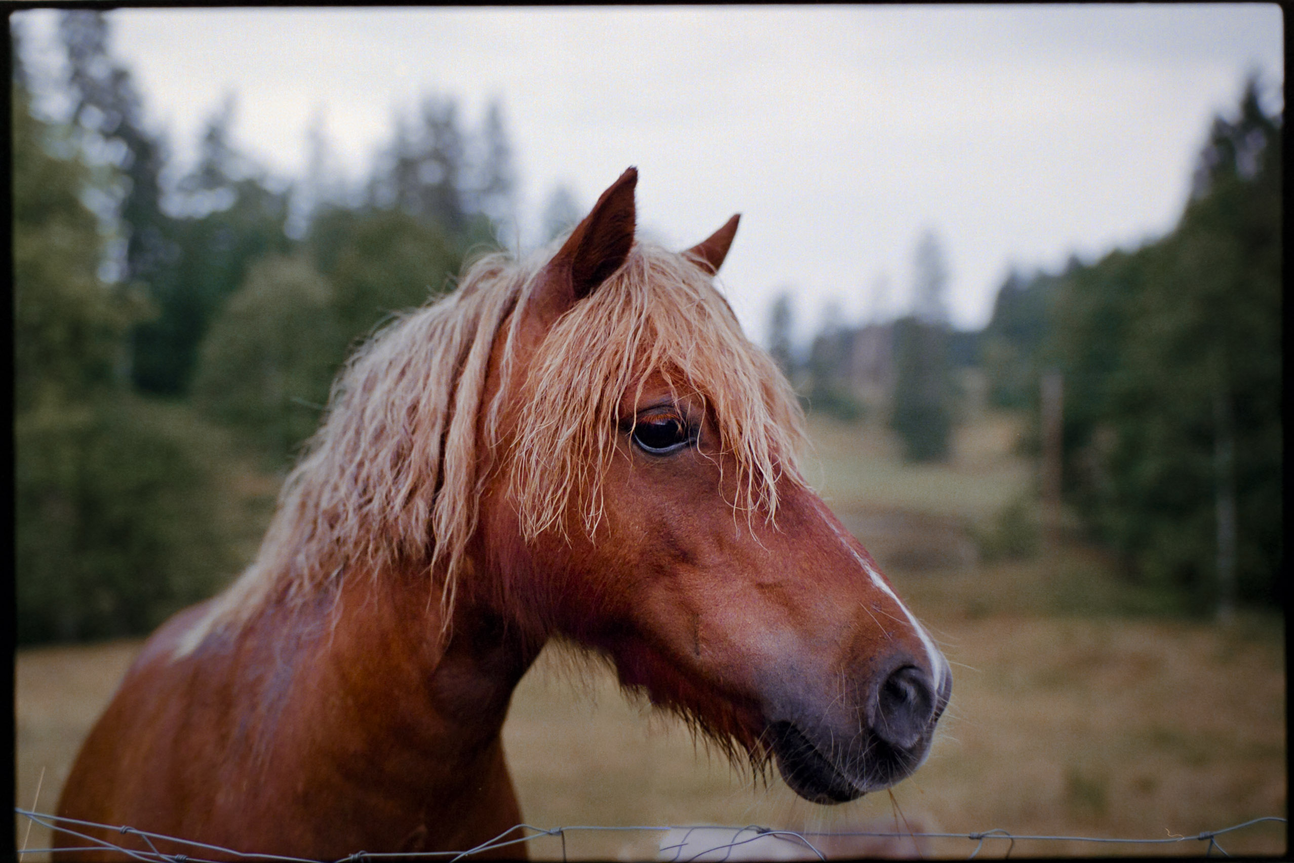 Analog photography diary – personal observations and collected moments by Tobias Leipnitz. Shot on large and medium formt. Leica - Hasselblad - Linhof - Arca Swiss. diary 1 8